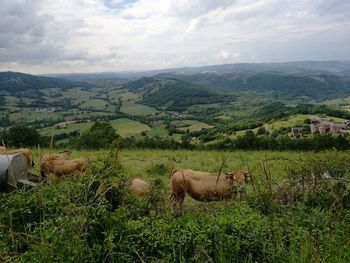 Cow grazing on field against sky