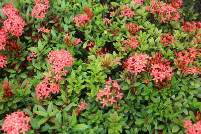 High angle view of pink flowering plants