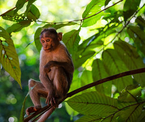 Monkey on tree branch