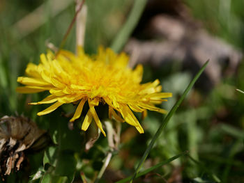 Close-up of yellow flowering plant