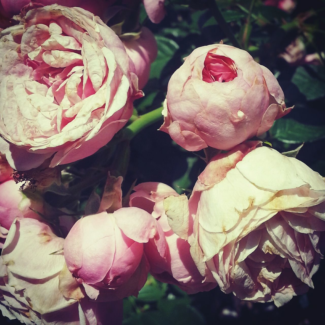 flower, petal, rose - flower, freshness, fragility, flower head, close-up, beauty in nature, growth, blooming, nature, pink color, plant, rose, focus on foreground, drop, water, in bloom, single flower, wet