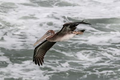 American brown pelican flying over sea