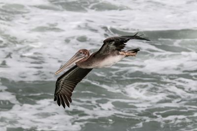 Seagull flying over sea