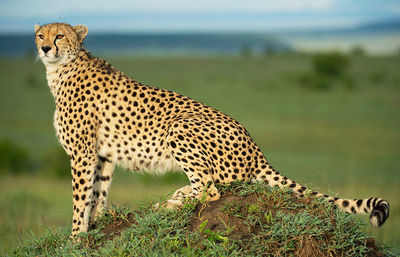 View of a cat on grass