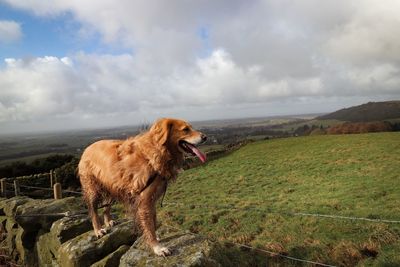 Dog standing on landscape against sky