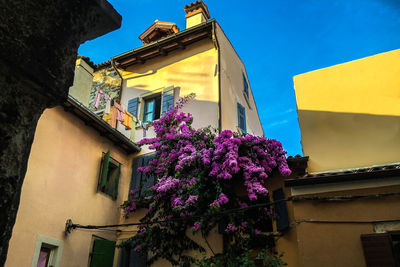 Low angle view of magenta flowers blooming in yellow building wall