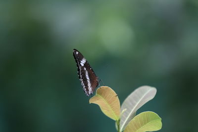 Close-up of butterfly on leaf