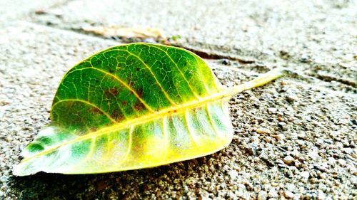 Close-up of green leaf on land