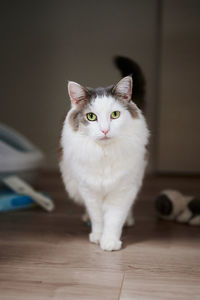 Portrait of cat standing on floor at home