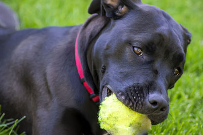 Close-up portrait of dog