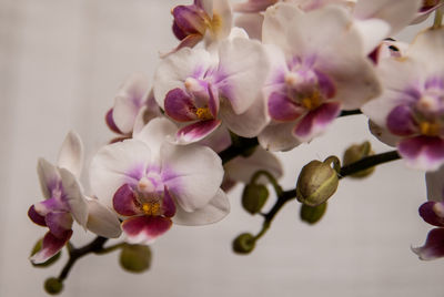 Close-up of pink cherry blossoms in spring