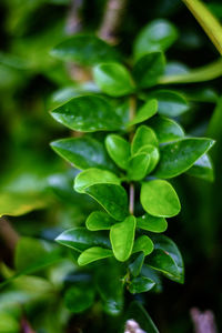 Close-up of green leaves