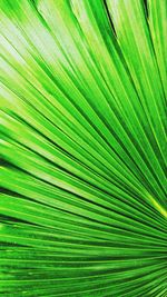 Full frame shot of leaves