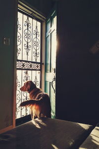 Cat sitting on window at home