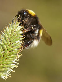 Close-up of bee pollinating on flower