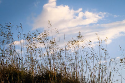 Low angle view of tall grass against sky