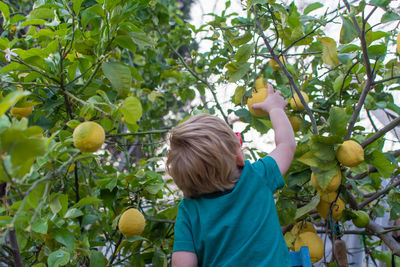 Rear view of blond toddler reaching up to pick a lemon from the tree