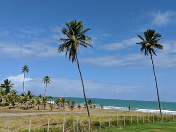 Palm trees on beach against cloudy sky