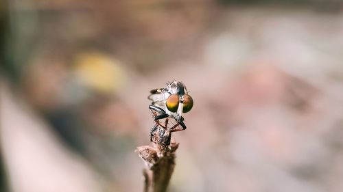 Close-up of insect on twig