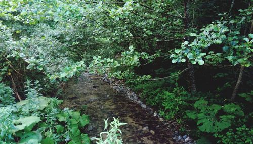 Trees and plants in forest
