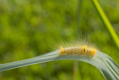 Close-up of yellow caterpillar on leaf