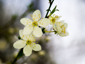 Close-up of white cherry blossoms