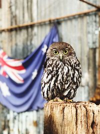 Close-up of owl perching on wooden post