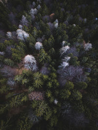 High angle view of pine trees in forest