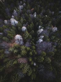 High angle view of pine trees growing in forest