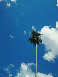 Low angle view of coconut palm tree against blue sky