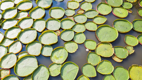 Full frame shot of lotus leaves floating on lake