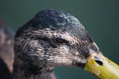 Close-up of bird