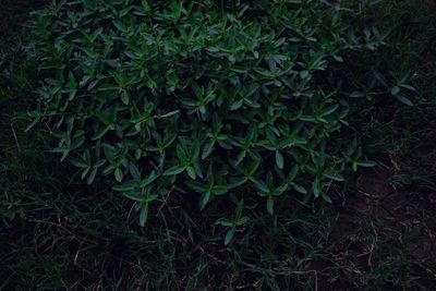 Full frame shot of fresh green field