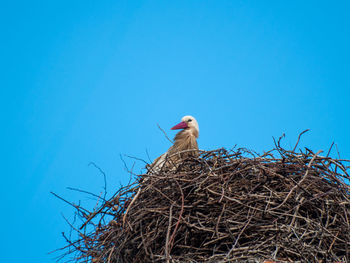 Low angle view of bird perching on nest