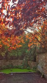 Maple tree against sky during autumn