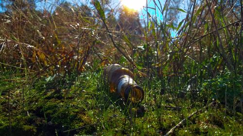 Horse working in grass