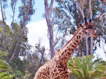 Giraffe in forest with trees in background