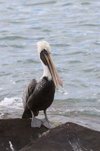 Close-up of pelican on sea shore