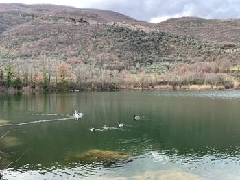 Swans swimming in lake