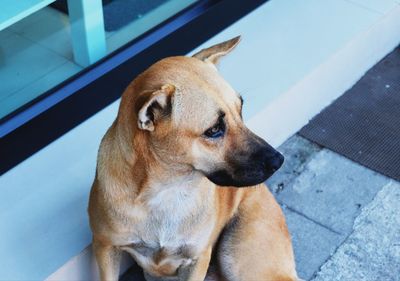 Close-up of dog looking away