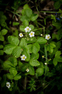 High angle view of flowering plant