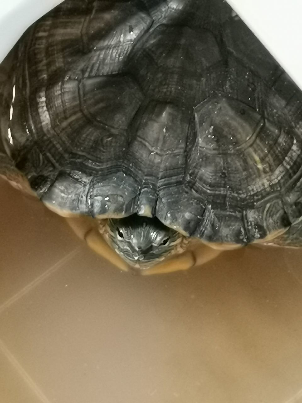 HIGH ANGLE VIEW OF A TURTLE IN THE GROUND