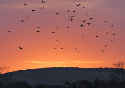 Flock of birds flying in sky during sunset