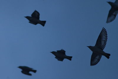 Low angle view of silhouette bird flying against clear blue sky