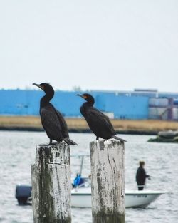 Birds perching on wooden post