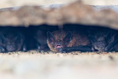 Close-up of cat lying on land