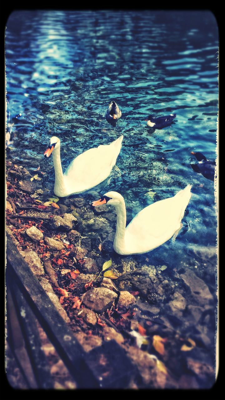 animal themes, animals in the wild, bird, wildlife, water, transfer print, swimming, high angle view, duck, auto post production filter, lake, nature, two animals, medium group of animals, zoology, outdoors, one animal, seagull, day