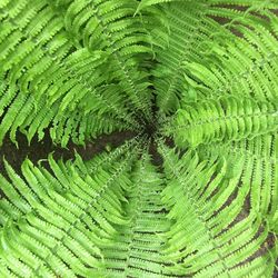 Full frame shot of fern leaves