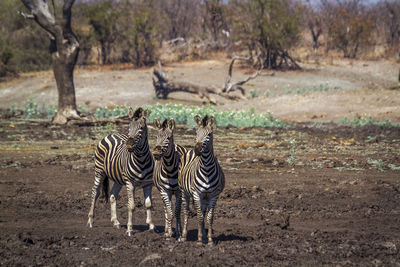Zebras standing on land in forest