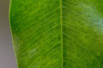 Close-up of wet leaf